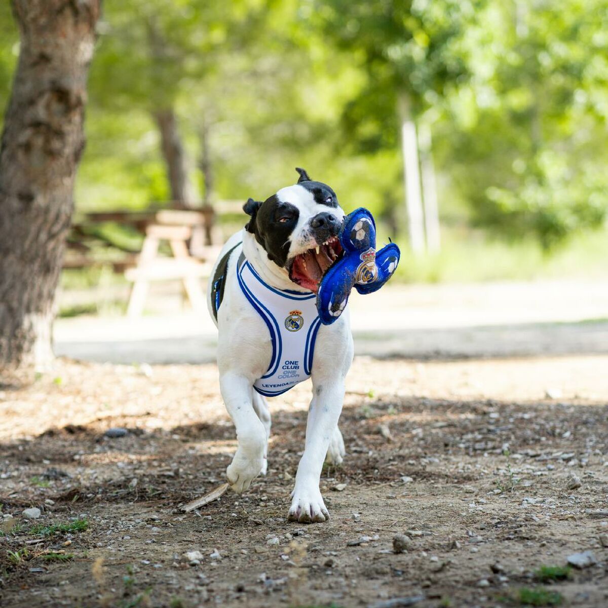 V3H4F45453E35495E783DDAD62643881888R7021663P3