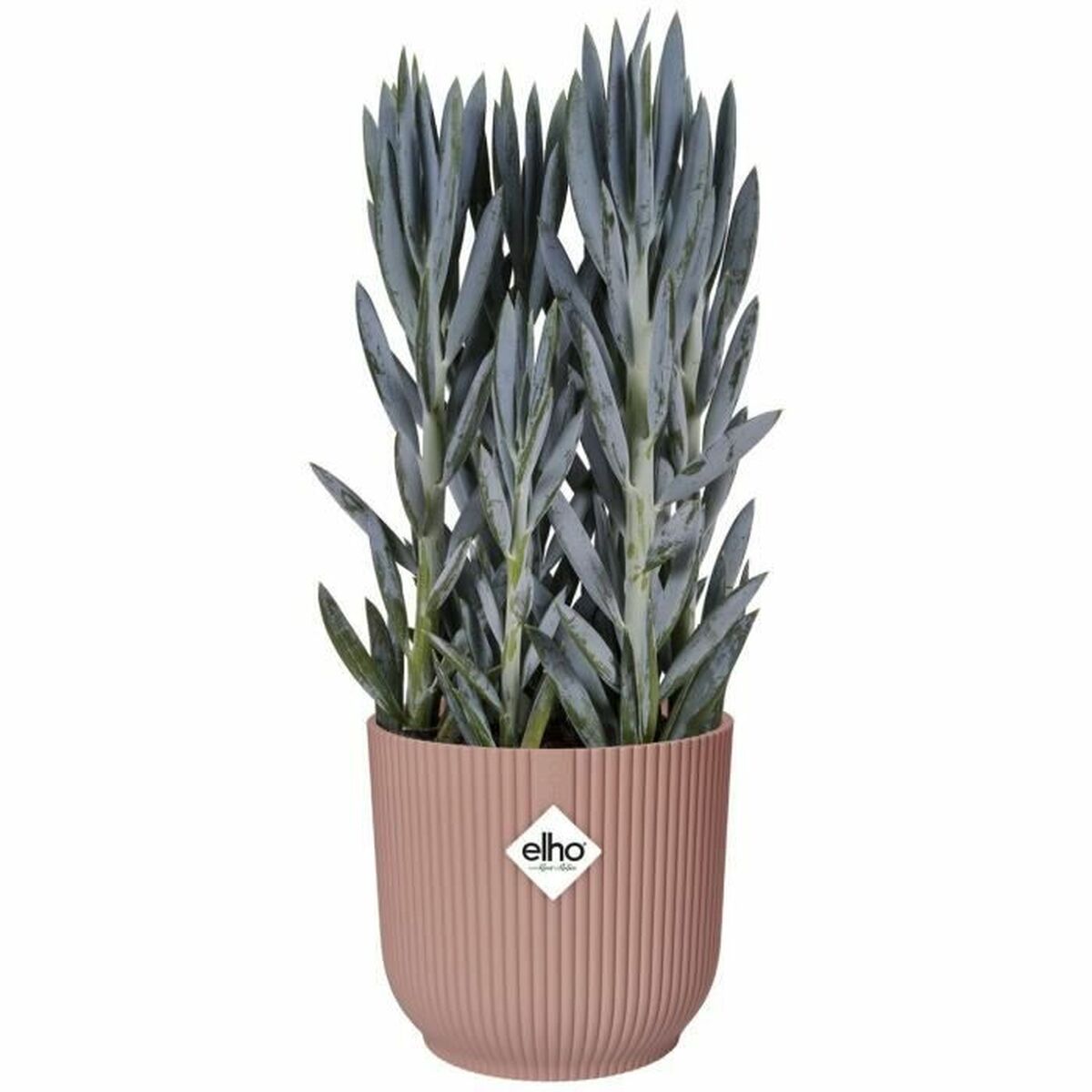 Vaso Elho   Rotonda Rosa Plastica